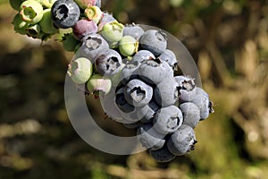 Blueberry cluster on branch