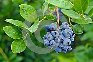 Blueberry cluster on bush photo