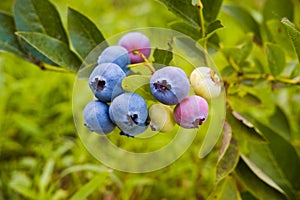 Blueberry cluster on bush in the summer closeup. Northern Highbush Blueberry