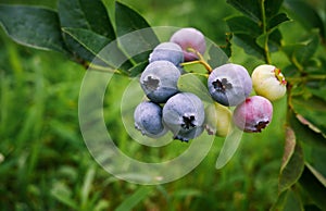 Blueberry cluster on bush in the summer closeup. Northern Highbush Blueberry