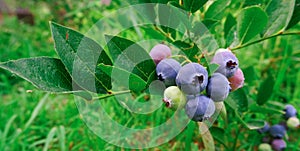 Blueberry cluster on bush in the summer closeup. Northern Highbush Blueberry