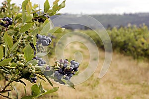 Blueberry cluster, field in background