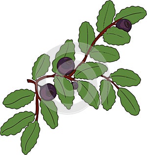 Blueberry or cowberry vector illustration
