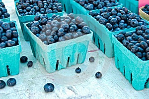 Blueberry Crop