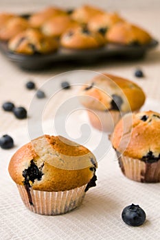 Blueberry cupcakes photo