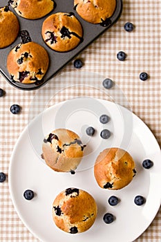 Blueberry cupcakes photo