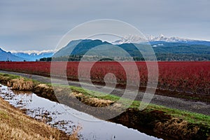 Blueberry fields turned red in winter.  Pitt Meadows, BC, Canada photo