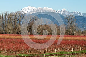 Blueberry fields in the winter