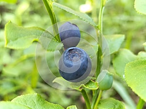 Blueberry - the first fruits appear in mid-June, undergrowth