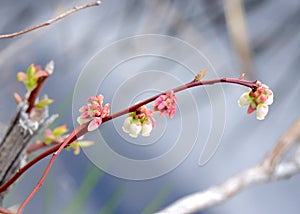 Blueberry Flowers