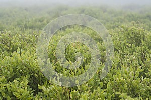 Blueberry in forest