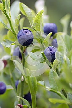 Blueberry - forest product