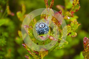 blueberry forest raindrops on the leaves