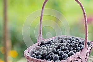 Blueberry. Fresh berries with leaves in basket in a garden.