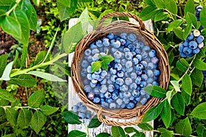 Blueberry. Fresh berries with leaves in basket in a garden. Harvesting blueberry