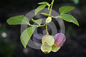 Blueberry fruits