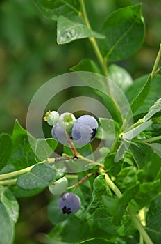 Blueberry fruits on the bush in the garden. Healthy nutrition. proper nutrition.Fresh berries on the branches, field farm.