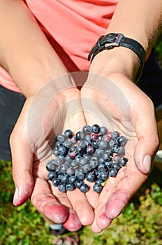 Blueberry in hand