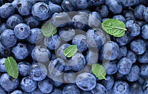 Blueberry or huckleberry pattern and background with leaves top view