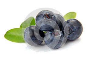 Blueberry with leaves