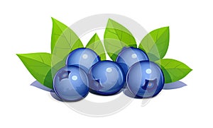 Blueberry with leaves. Eps10 vector illustration isolated