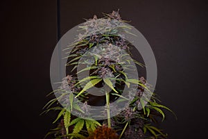 Blueberry cannabis