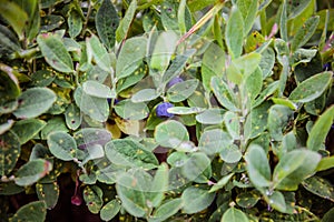 Blueberry in the middle of green leaves