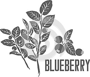 Blueberry officinalis vector illustration