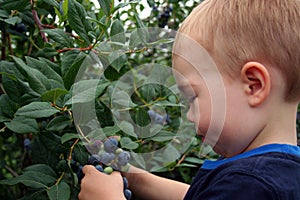 Blueberry Picking