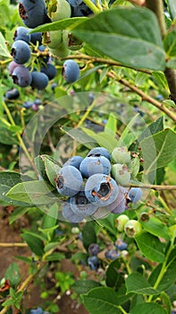 Blueberry picking is a fun activity