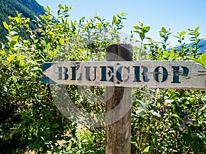 Blueberry Picking Sign