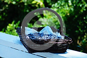 Blueberry Picking In the Summertime so Delicious and Nutritious!