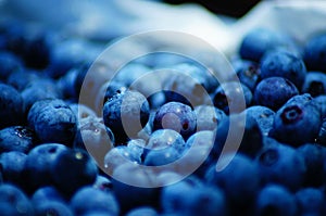 Blueberry Picking In the Summertime so Delicious and Nutritious!