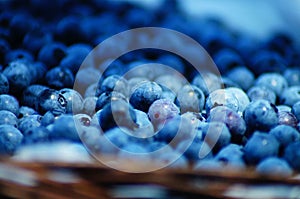 Blueberry Picking In the Summertime so Delicious and Nutritious!