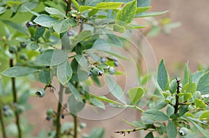 Blueberry plant at dumbarton oaks