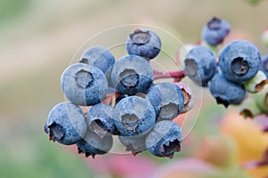 Blueberry plant. Vaccinium corymbossum