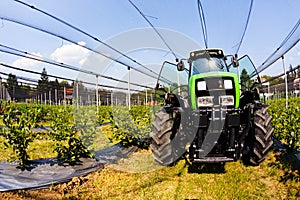 blueberry plantations with mechanization