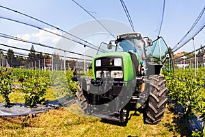 blueberry plantations with mechanization