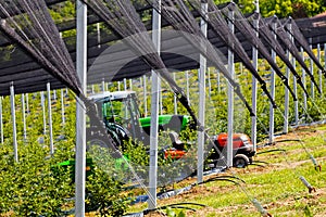 blueberry plantations with mechanization photo