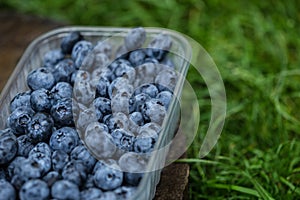 Blueberry in plastic packing