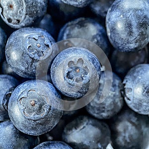 Blueberry plate at a close up