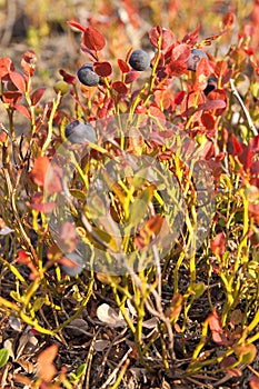 Blueberry. Ripe blueberries.