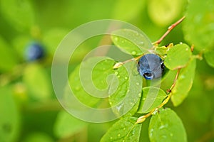 Close-up of Ripe Blueberry in the Rain photo