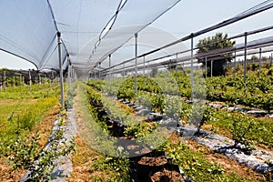 blueberry seedlings