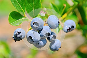 Blueberry on shrub