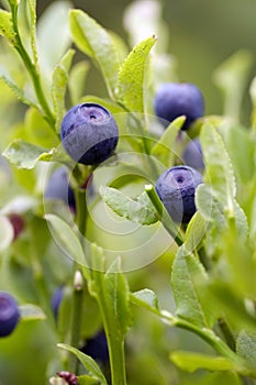 Blueberry shrubs photo