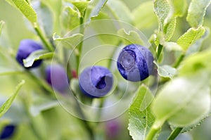 Blueberry shrubs photo