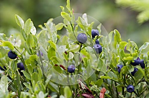 Blueberry shrubs