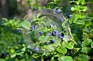 Blueberry shrubs with berry