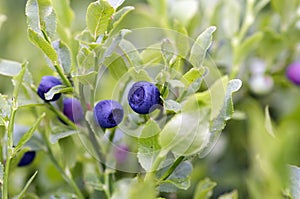 Blueberry shrubs - forest product